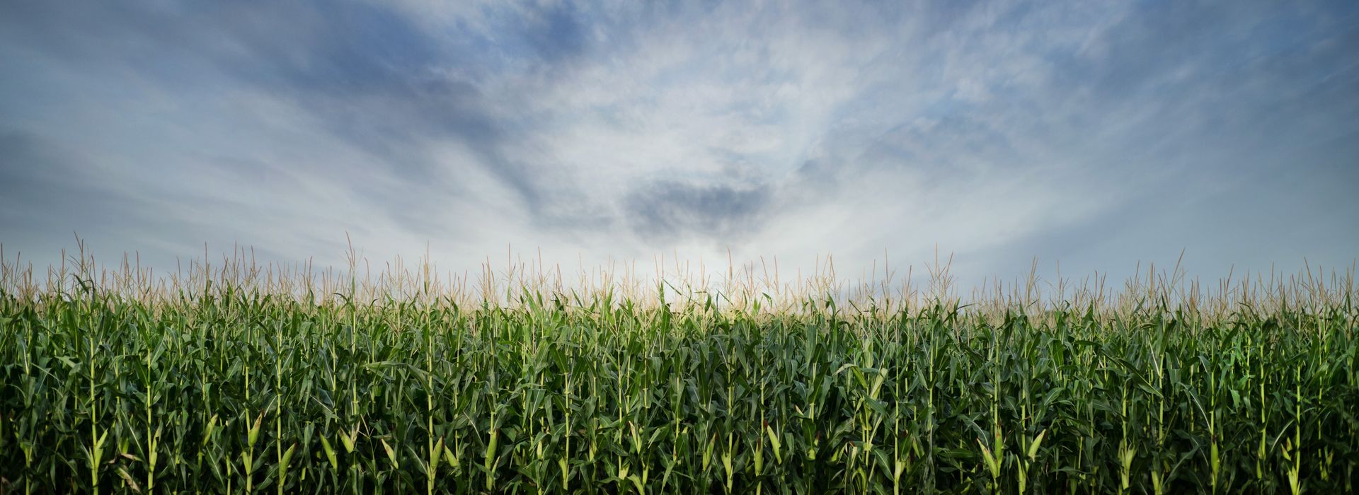 A close-up of a cornfield in South Dakota.