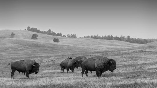 a few buffalo on a hillside