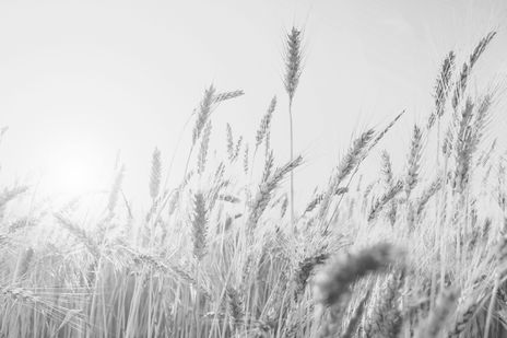 wheat field close up